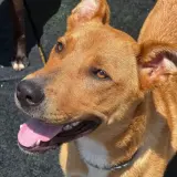 Adopta a Roni