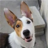 Adopta a Spike