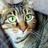 Adopta a Dalia