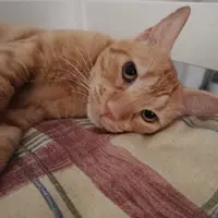 Adopta a Kido