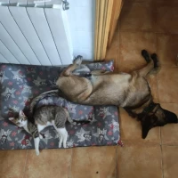 Adopta a Dylan