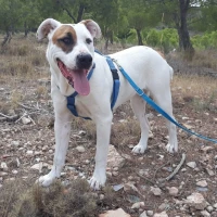 Adopta a Mérida