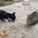 Adopta a Gatos Pequeños Urgente