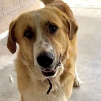 Adopta a Hodor