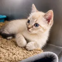 Adopta a Mili