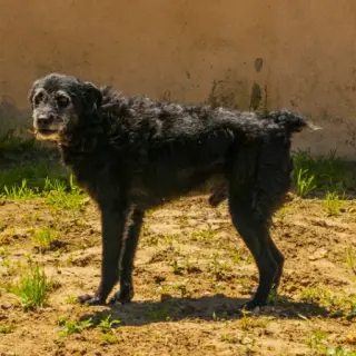 Chico