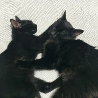 Adopta a Hikari Y Yami