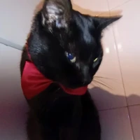 Adopta a York