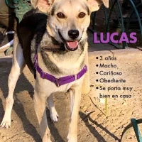 Adopta a Lucas