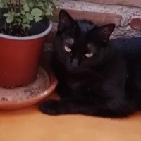 Adopta a Fiona