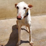 Adopta a Kai