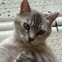 Adopta a Lily