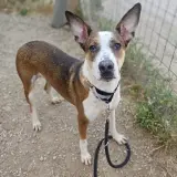 Adopta a Scooby