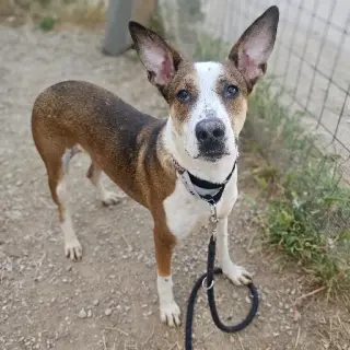 Scooby