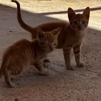 Adopta a Urgente Acogidas O Adopciones