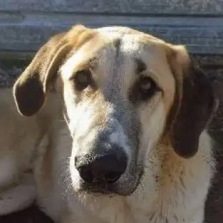Roko
