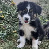 Adopta a Cachorros