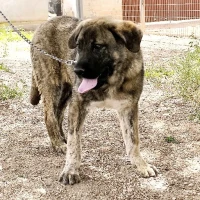 Adopta a Moose