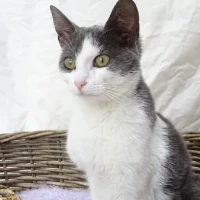 Adopta a Mely