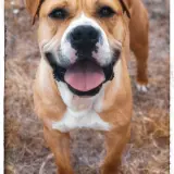 Adopta a Apolo