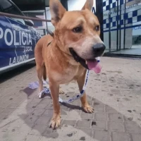 Adopta a Fredy
