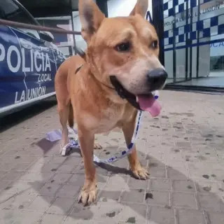 Fredy