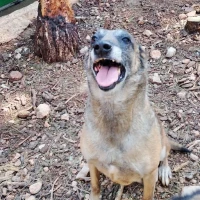 Adopta a Medea