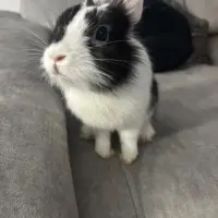 Adopta a Oreo