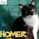 Adopta a Homer