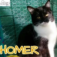 Adopta a Homer