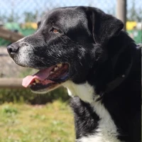 Adopta a Zeus