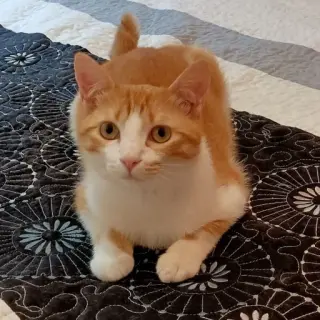 Ekhi