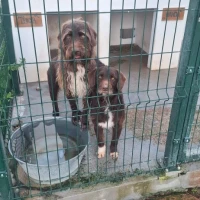 Adopta a Thor ( Se Da Con Wanda Hermana )