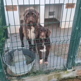 Thor ( Se Da Con Wanda Hermana )