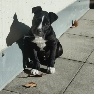 Odin