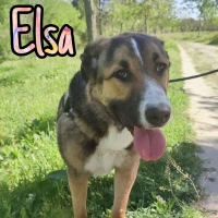 Adopta a Elsa