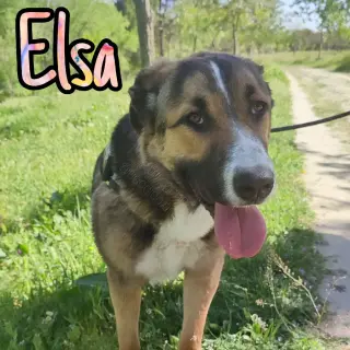 Elsa