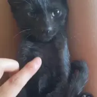 Adopta a Wasabi