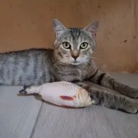 Adopta a Tranquil