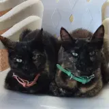 Adopta a Regan Y Mirri