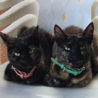 Adopta a Regan Y Mirri