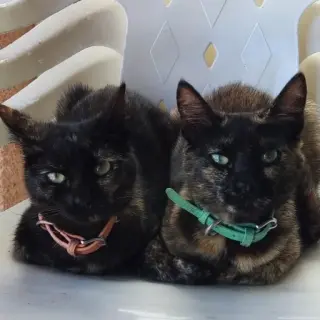 Regan Y Mirri