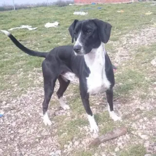 Pancho