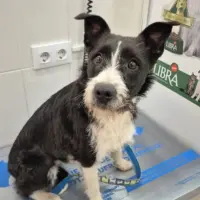 Adopta a Mati Perrita Mestiza Tlf 645978718