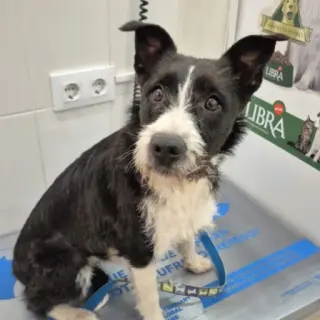 Mati , Perrita Super Buena Tlf 645978718