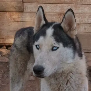 Siberian