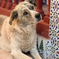 Adopta a Nube