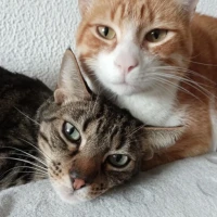 Adopta a Jazz Y Tango