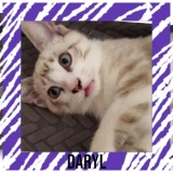 Adopta a Daryl