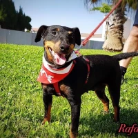 Adopta a Rafalita